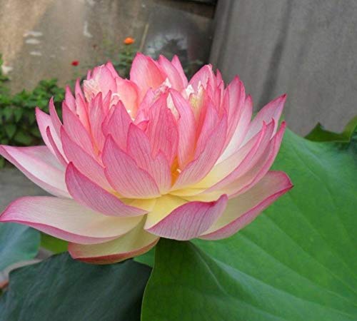 See full amazon price history chart for HUDGLE Light Pink Bowl Lotus Seeds Seed (20 per packet) - Hudgle Lotus seeds HUDGLE Light Pink Bowl Lotus Seeds Seed (20 per packet) - Hudgle Lotus seeds (B07N7P4N7R) Amazon Price History, Amazon Price Tracker