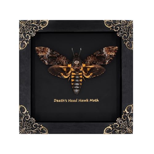 Death Head Moth Taxidermy Decoration,Death Moth Decor,Insect Taxidermy Bugs -
