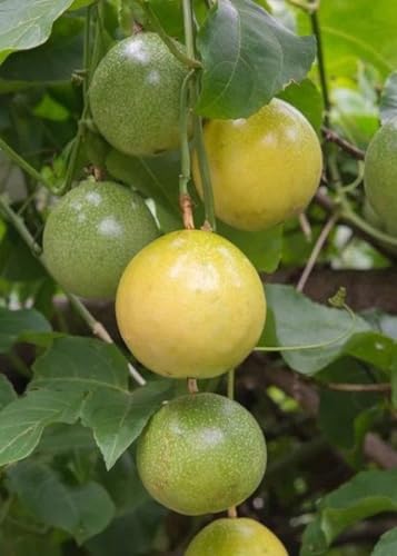 50pcs Passion Seeds Blue Flower Bluecrown Heirloom Non-GMO Passionflower Climber Vine Fruit Plant Hummingbirds