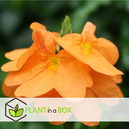 Plant in a Box - Crossandra Fortuna - Set van 2 - Bloeiende kamerplanten - Mooie heldere bloemen - Pot 13cm - Hoogte 20-30cm - Afbeelding 3