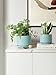 LE TAUCI Ceramic Plant Pots, 4.3+5.3+6.8 inch, Set of 3, Planters with Drainage Hole and Saucer, Indoor Flower Pot with Hole Mesh Pad, Gifts for Mom, Aqua