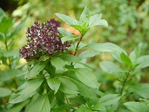 See full amazon price history chart for Green Gallery Marua/Marwa/Niazbo Fresh Herb Organic Seeds for Home Terrace and Kitchen Indoor Outdoor Gardening Planting All Season (Pack of 50 Seeds) Green Gallery Marua/Marwa/Niazbo Fresh Herb Organic Seeds for Home Terrace and Kitchen Indoor Outdoor Gardening Planting All Season (Pack of 50 Seeds) (B08H3VLZVR) Amazon Price History, Amazon Price Tracker
