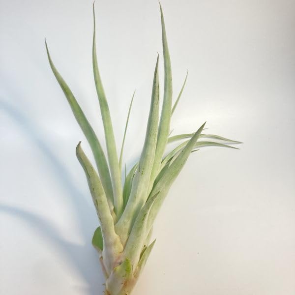 Amazon.co.jp: Tillandsia ' Silver Torch ' ④ チランジア