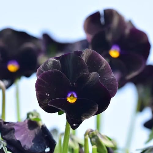 semi di viola del pensiero biologici - perenni resistenti da giardino, decorazione per esterni primaverili 150pcs