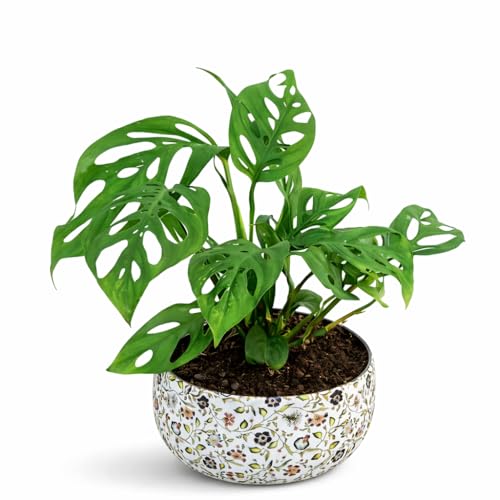 Image of Amulya Farms Indoor Plants For Home | Monstera Broken Heart Live Plant in Floral Print Metal Pot | Air Purifying and Decorative Plants for Home & Office