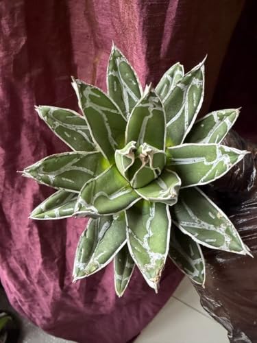 アガベ 笹の雪」の人気商品一覧 | 安い商品を通販サイトから探す