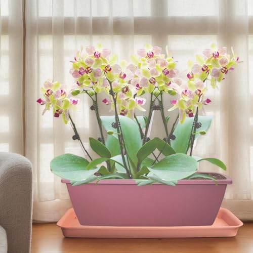 Soucoupes pour plantes d'extérieur pour éviter les fuites d'eau