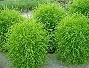 See full amazon price history chart for Creative Farmer Grass For Lawn Border Mexican Firebrush Flower Seeds Seeds Kitchen Garden Seeds Pack Creative Farmer Grass For Lawn Border Mexican Firebrush Flower Seeds Seeds Kitchen Garden Seeds Pack (B078R5ZQRW) Amazon Price History, Amazon Price Tracker