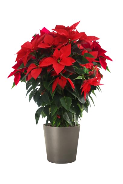 Planta Natural Poinsettia Flor de Pascua Planta Viva
