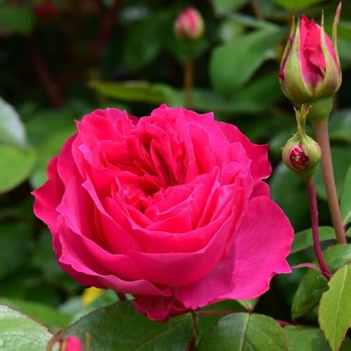 Image of Peter Beales Roses UK Ivor's Rose, Double Cerise Red Shrub Rose, 90cm Height, Repeat Flowering