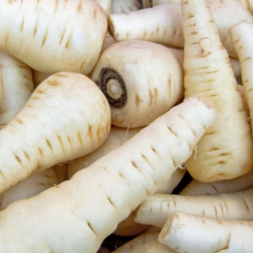 PREMIER SEEDS DIRECT - Seed Tape, Parsnip White Gem - 6M (3X2M) - 325 Seeds