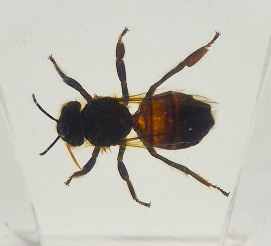 Image of 44mm Real Honeybee Honey Bee in Crystal Clear Lucite Resin Specimen Preserved Insect Taxidermy Crafts Collection for Biology Science Education & Desk Ornament Display Supplies Small Paperweight
