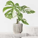 Leafmemoir