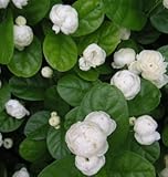 ジャスミン ヤエマツリカ(八重茉莉花、ピカケ八重咲き)(5寸鉢)