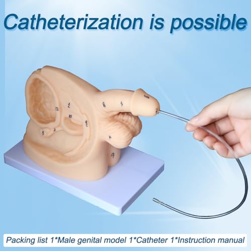 Image of Catheter Training Model Set, Male and Female Urinary Anatomy Models with Digital Markings, PVC Teaching Models for Nursing Education and Skills Practice