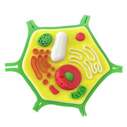 Modelo de célula vegetal educativo en 3D: perfecto para tus proyectos de ciencia 2