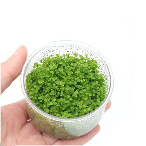 水草 ニューラージパールグラスの人気商品 通販 価格比較 価格 Com