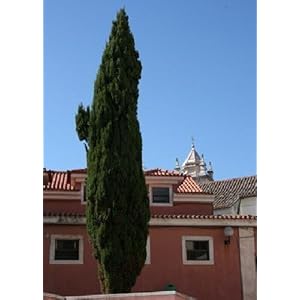 TROPICA – Mediterraneo-Cipressi (Cupressus sempervirens varianti. pyramidalis) – 100-seme