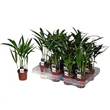 Perfect Plants Areca Palm Large Indoor House Plant Real Tropical Plants 25-30cm Tall with Lush Foilage - Image 2