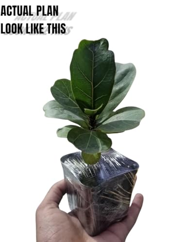 Image of Live Fiddle Leaf Fig Plant (Ficus lyrata) - Premium Indoor Ornamental Plant | Air-Purifying, Easy-Care & Lush Green Foliage With Black 3 Inch Premium Pot