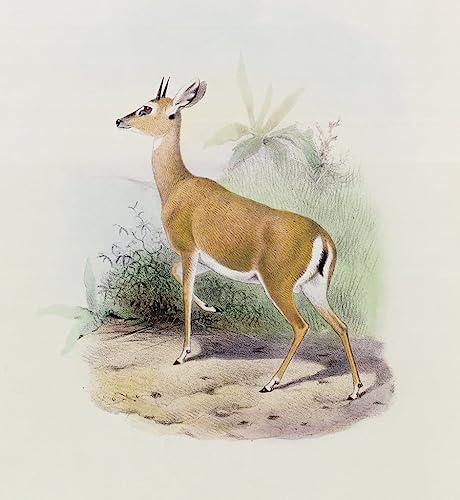 Poster Antelope Joseph Smit SERENDIPITP toile sans cadre 50x70 cm