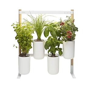 Prêt à Pousser Modulo Smart Indoor Garden, 4 capsule biologiche, basilico, basilico, limone, erba cipollina, foglie di senape