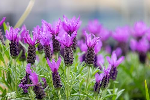 100 French Lavender aka Butterfly Lavender, Spanish, Topped Lavandula Stoechas Fragrant Blue Purple Flower Herb Seeds