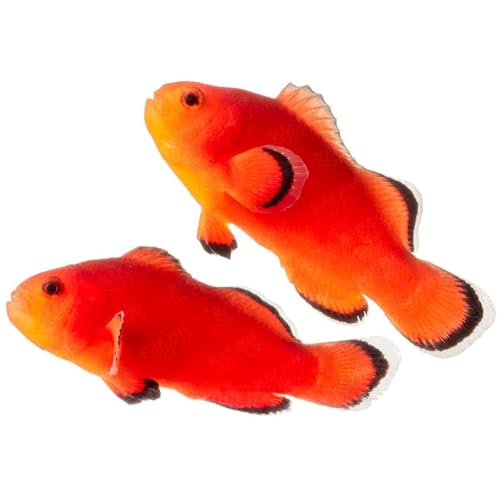2-Pack Naked Ocellaris Clownfish &ndash; Captive-Bred Live Saltwater Aquarium Fish Pair &ndash; Peaceful...