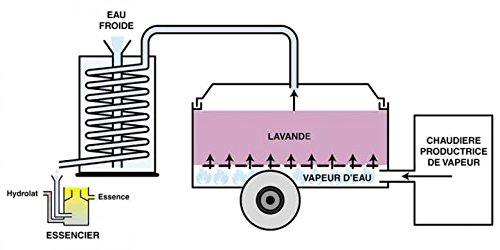 Olio essenziale di lavandino grosso, 125 ml