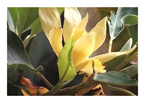 Pcs - 10x Magnolia Champaca Magnolia Tree Garden Plants - Seeds B1746 & Plants Shop by Ipsa