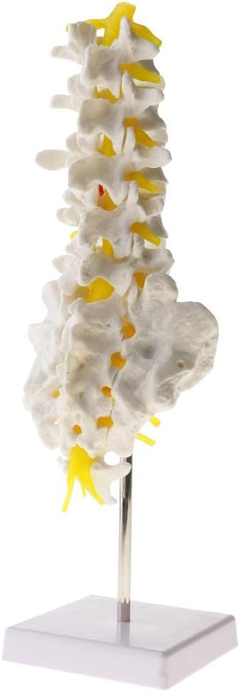3D Lifesize Human Lumbar Vertebrae Model with Sacral and Coccyx C Detailed Anatomy Skeleton Model for Teaching, Learning, and Collectibles C 5 Lumbar Vertebrae Kit for Lab image 3