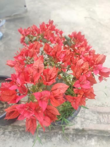 Image of Rare Bougainvillea Live Flower Plant || Healthy Live Plant with Grow Bag & Secure Packing || Beautiful Flower Garden Decoration (red) pack of 1