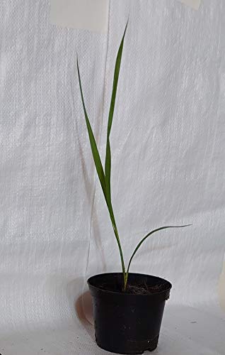 California Fan Palm, Desert Fan Palm, Washingtonia filifera in a 13cm. Rigid Pot