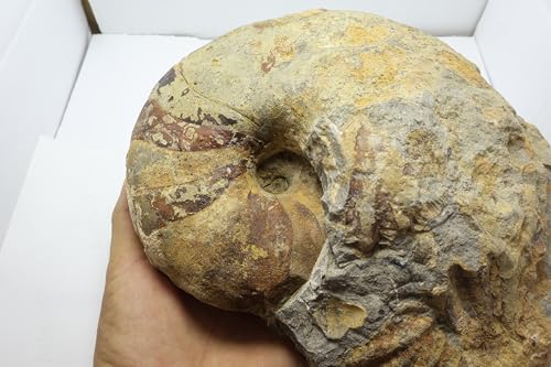 Image of Rare Ammonite Nautilus Ammonite Fossil Fossil from Morocco Fossils Ammonites Fossil Rock A295