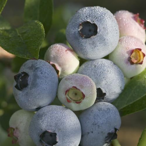 Blueberry 'Chandler' – Self-Fertile Fruit Bush, Produces Large Juicy Berries, Ideal for Patio, Containers, or Acidic Borders, Sweet Flavour, Hardy Garden Shrub – 9cm Pot x1 by Thompson and Morgan