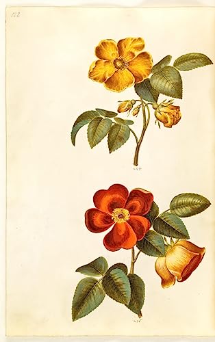 Peinture sur toile Rosa Foetida créez un style nordique dans la chambre