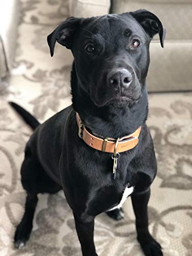 Moonpet Soft Padded Real Genuine Leather Dog Collar-Best Full Grain Heavy Duty Dog Collar-Durable Strong Adjustable For Small Medium Large X-Large Male Female Dogs Training-Light Brown 17.2-22'' #TOP6