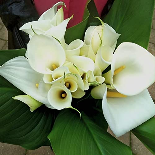 Bulbi di Calla, Zantedeschia erbacea perenne Tipo di fiore unico adatta per fiori recisi o piante in vaso