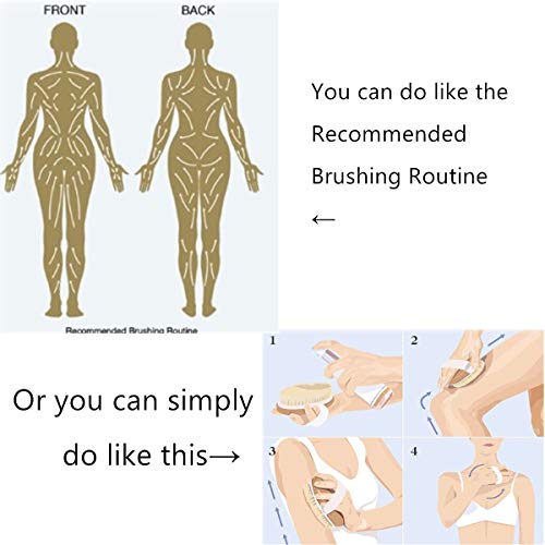 Dry Brushing Body Brush - Stiff Natural Boar Bristle Face/Back/Foot Cactus Skin Brush Scrubber for Exfoliation, Cellulite, Circulation, Drain Lymph Massage in Bath Shower - Long Detachable Handle - Thumbnail 2