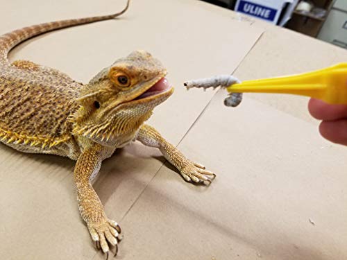 DBDPet's Premium Live Silkworms (15-20) - Chameleon, Bearded Dragon, Leopard Gecko, Monitor, and Other Reptile Food - Fishing Bait - Thumbnail 4