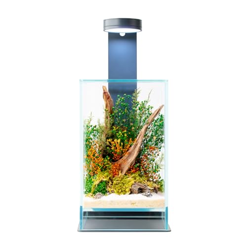 WabiFlur Terrarium stabilisé Sparoza en Verre Extra-Clair, Complet avec lumière et Support, Fleurs stabilisées décor Naturel élégant sans Entretien pour...