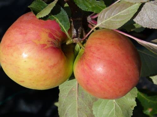 1 x James Grieves Apple Tree 4-5ft 6L Pot Ready to Fruit,Desert & Cooking Apple