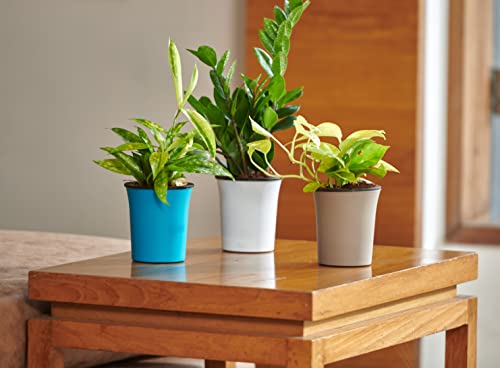 Image of Harshdeep Self Watering Pots and Planters - Oslo - Indoor Outdoor Home Office Tabletop Decoration 4 Inch Small Round Plastic Planter Set of 5 (Blue)