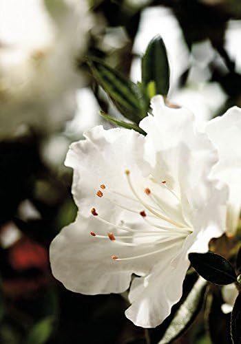 1 Gallon - Encore Azalea Autumn Angel - White Multi-Season Blooming Dwarf Evergreen Shrub