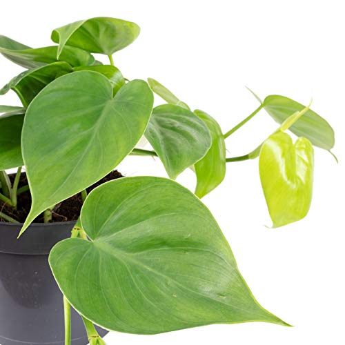 Baumfreund - echte Zimmerpflanze, Philodendron scandens - Höhe ca. 20 cm, Topf-Ø 12 cm - Image 3