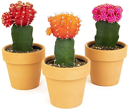 Grafted Cactus Succulent 3PK in 3' Terracotta Pots, Live Succulents & Mini Cacti Plant Gift, Real Houseplants for Home or Office, Easy Care Houseplant Trio by Plants for Pets