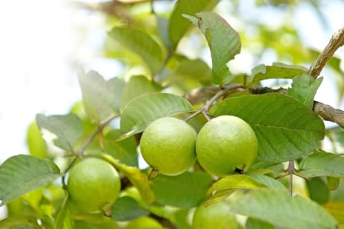 Image of All Season Very Sweet Green Thai 7 Guava baramasi,Rare Varity Thailand Guava Fruit Plants & Tree Bonsai Fruit Plant All Season Fruit Plant(pack of 1),CF SG45
