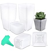 Amazon.com: Business King 2 Inch Hydroponic Net Pots with Plant