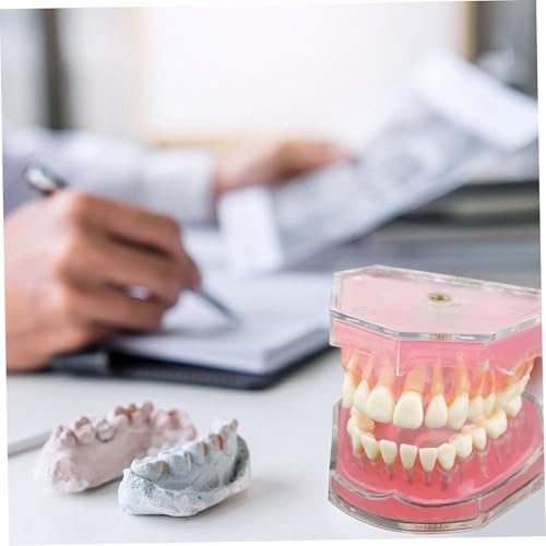 Tipodón interactivo y modelo dental de estudio didáctico con dientes extraíbles 3