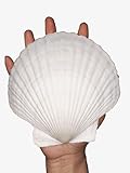 pengaihong 4PCS Large Natural Sea Shells for Crafts 5"-5.5" White Seashells for Home Decor-Scallop Shells Crafts for Painting Beach Decorations- Fish Tank Decor Ocean Craft for Wedding Decor